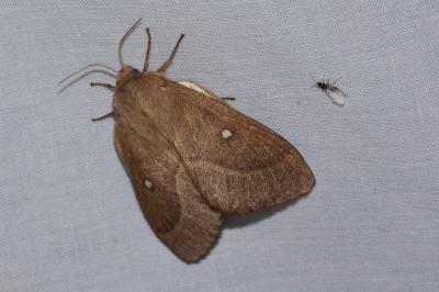 <i>Lasiocampa trifolii</i>