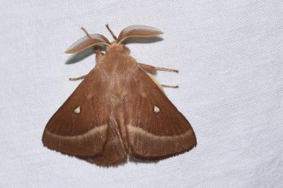 <i>Lasiocampa trifolii</i>