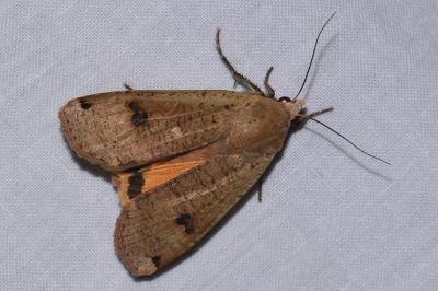 <i>Noctua pronuba</i>