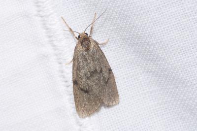 Apaidia mesogona