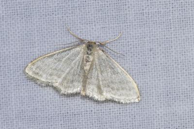 <i>Idaea subsericeata</i>