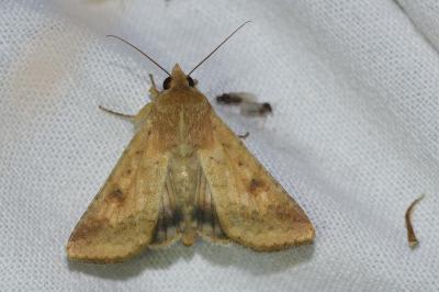 <i>Helicoverpa armigera</i>