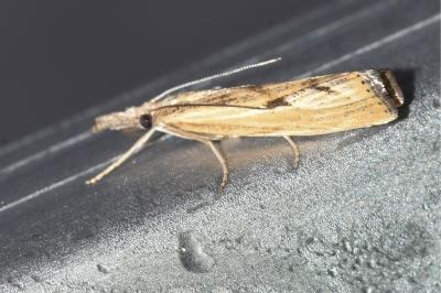 <i>Agriphila inquinatella</i>