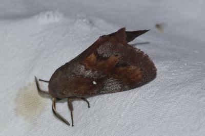 <i>Dendrolimus pini</i>