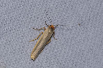 <i>Eilema caniola</i>