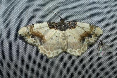 <i>Ligdia adustata</i>