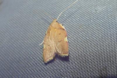 <i>Carcina quercana</i>