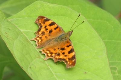 <i>Polygonia c-album</i>