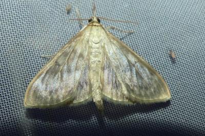 <i>Patania ruralis</i>