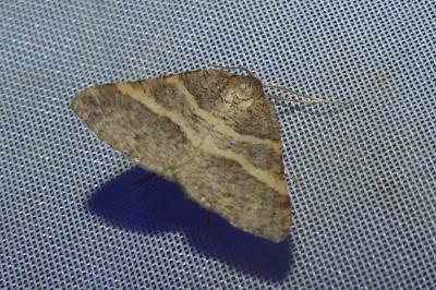 <i>Perigune narbonea</i>
