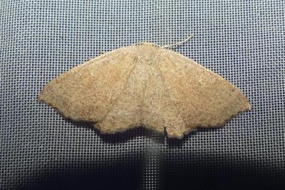 <i>Cyclophora ruficiliaria</i>