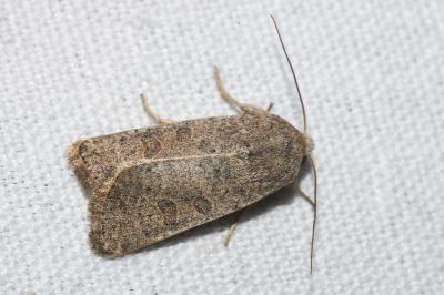 <i>Hoplodrina ambigua</i>