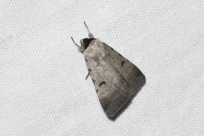 <i>Lygephila craccae</i>