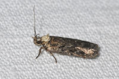 <i>Agonopterix</i>