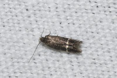 <i>Aproaerema</i>