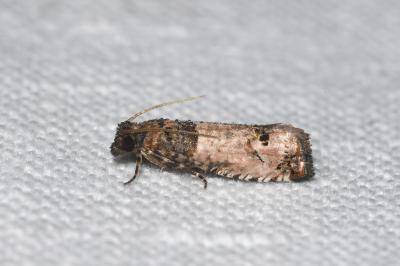 <i>Notocelia incarnatana</i>