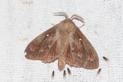 <i>Dendrolimus pini</i>