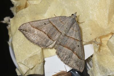 <i>Scotopteryx</i>