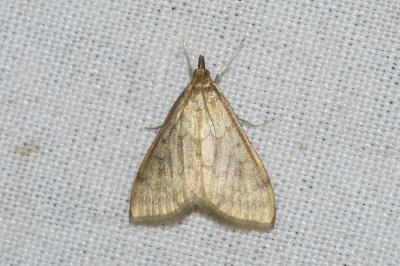 <i>Ostrinia nubilalis</i>