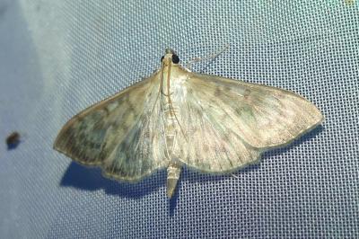 <i>Patania ruralis</i>