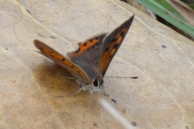<i>Lycaena phlaeas</i>