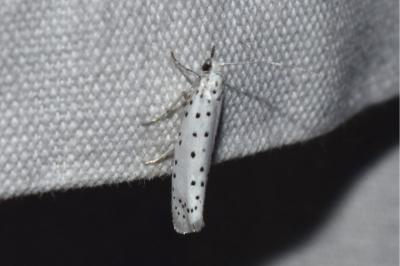 <i>Yponomeuta</i>