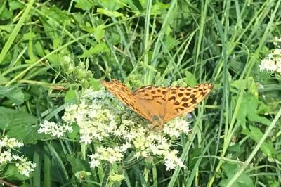 <i>Argynnis paphia</i>