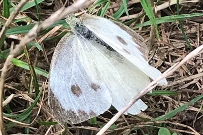 <i>Pieris brassicae</i>