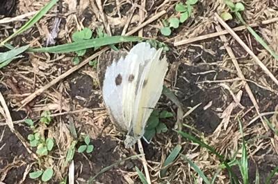 <i>Pieris brassicae</i>