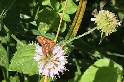 <i>Pyrausta aurata</i>