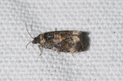 <i>Endothenia oblongana</i>