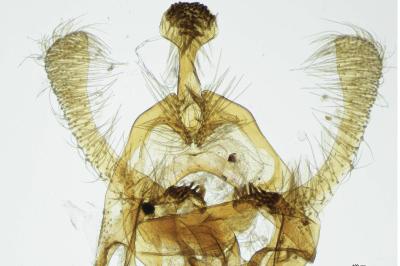 <i>Endothenia oblongana</i>