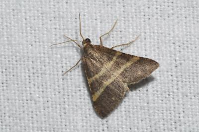 <i>Perigune narbonea</i>