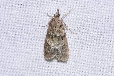 <i>Eudonia mercurella</i>