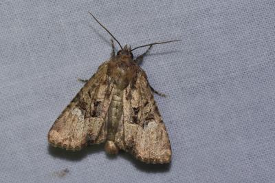 <i>Mesapamea</i>