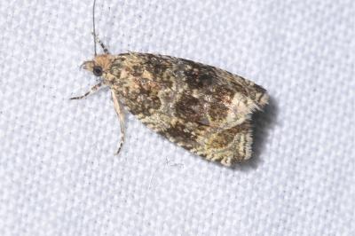 <i>Celypha lacunana</i>