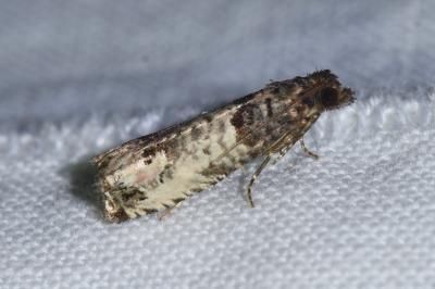 <i>Notocelia incarnatana</i>
