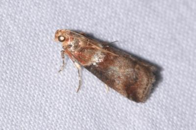 <i>Acrobasis tumidana</i>