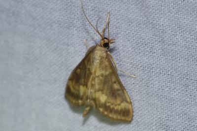 <i>Ostrinia nubilalis</i>