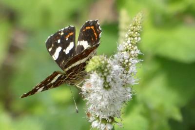 <i>Araschnia levana</i>