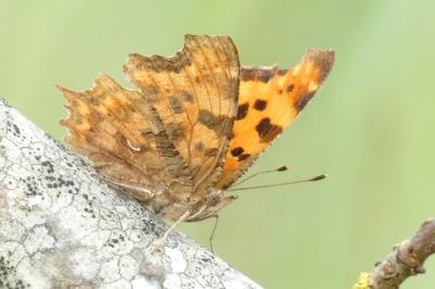 <i>Polygonia c-album</i>