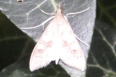 <i>Mecyna asinalis</i>