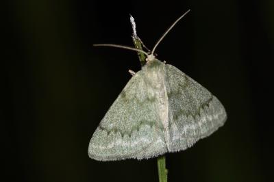 <i>Pseudoterpna pruinata</i>