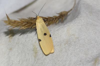 <i>Lithosia quadra</i>
