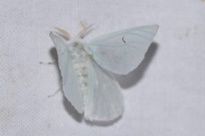 <i>Arctornis l-nigrum</i>