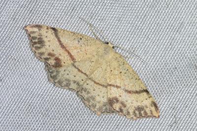 <i>Cyclophora punctaria</i>