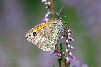 <i>Pyronia tithonus</i>