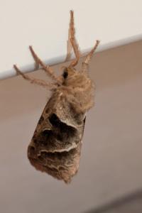 <i>Triodia sylvina</i>