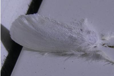 <i>Sphrageidus similis</i>