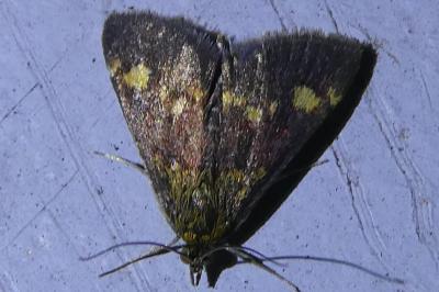 <i>Pyrausta aurata</i>